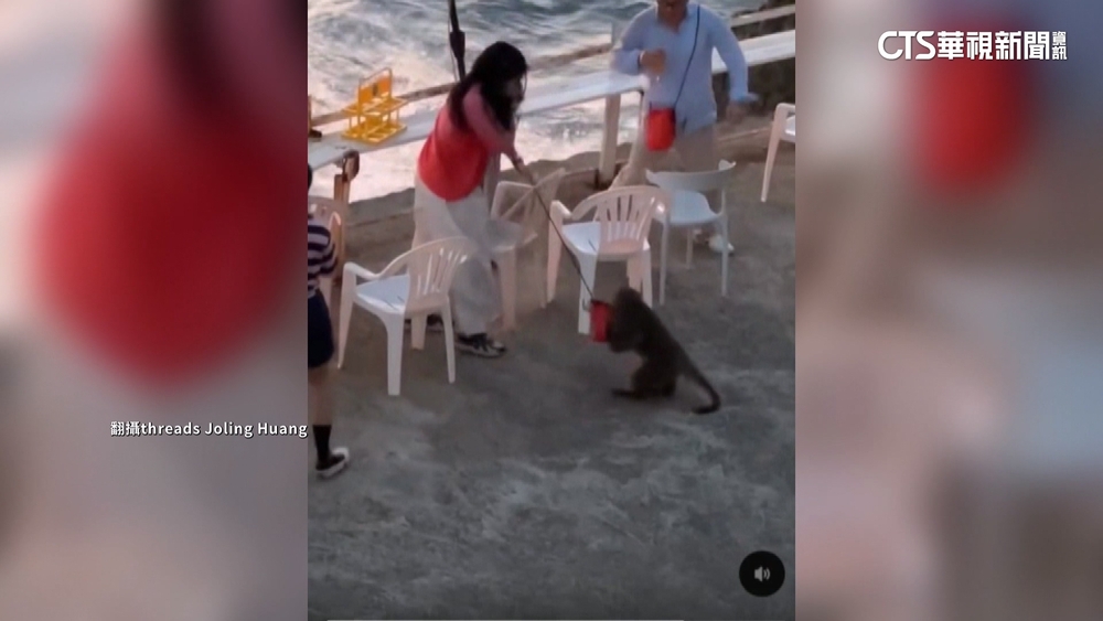 高雄柴山獼猴強盜！　女遊客背包遭搶　險丟護照錢包