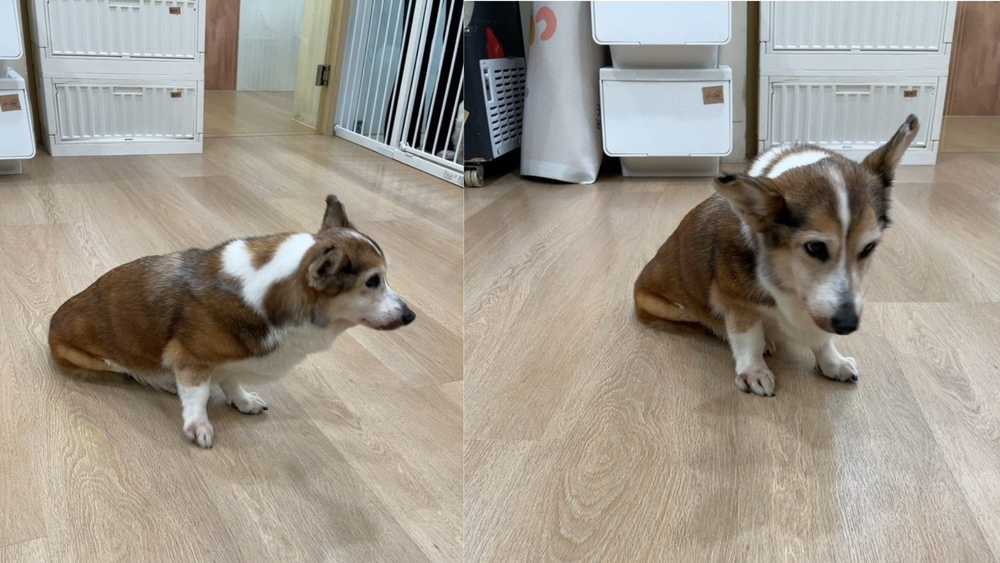 飲料店加盟店主涉虐狗　北市動保處緊急介入安置送醫