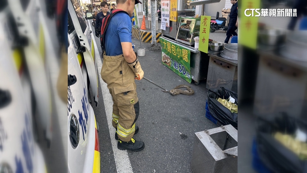 寵物蛇暴走？　男「遭蛇繞頸」跌倒撞頭.民眾急報警