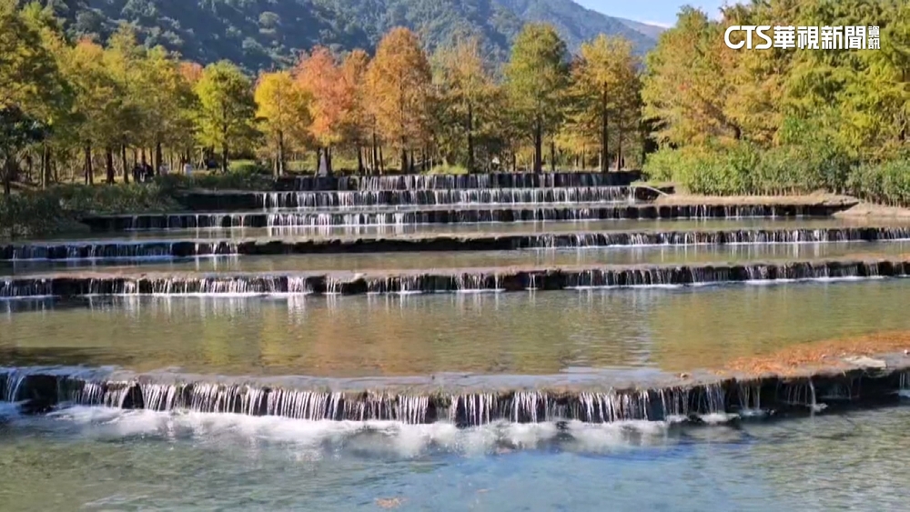 全台最美夢幻落羽松祕境　三層坪暌違多年重新開園