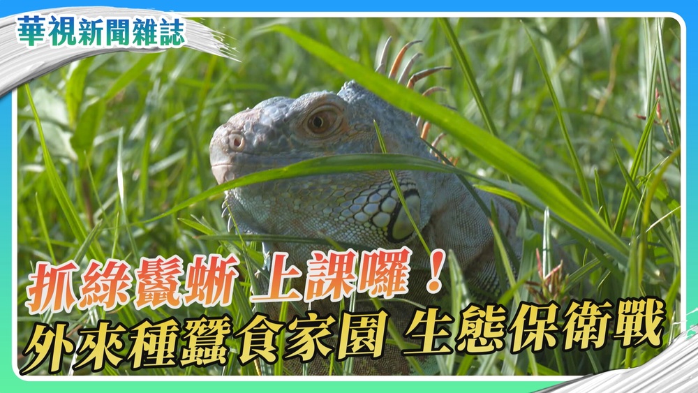 抓綠鬣蜥 上課囉！外來種蠶食家園 生態保衛戰｜華視新聞雜誌