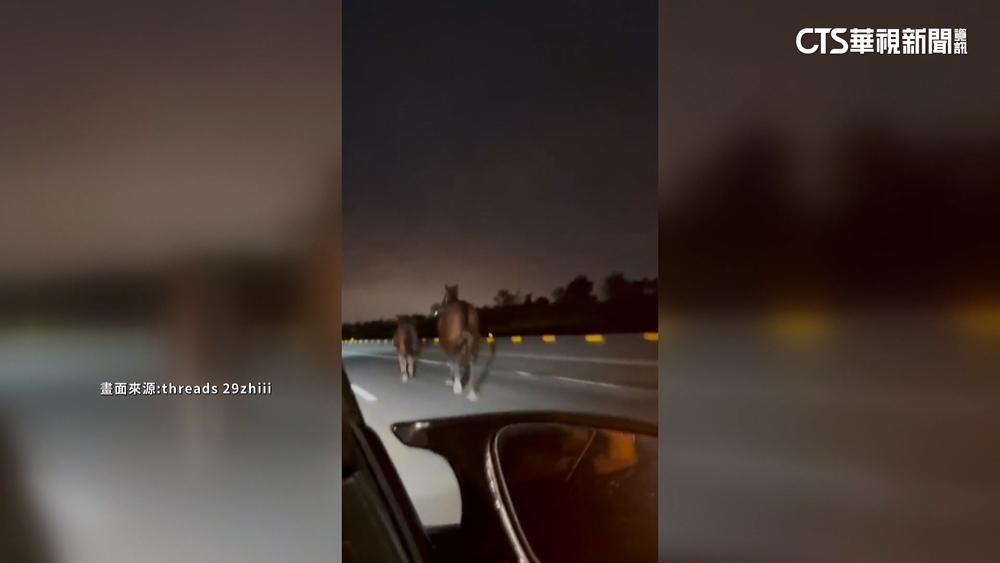 2馬西濱快速道路上奔馳　駕駛閃不及撞上「馬死人傷」