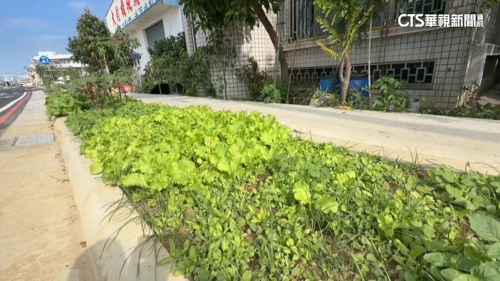 台南人行道成「開心農場」？　花卉區域遭民眾「種植蔬菜」