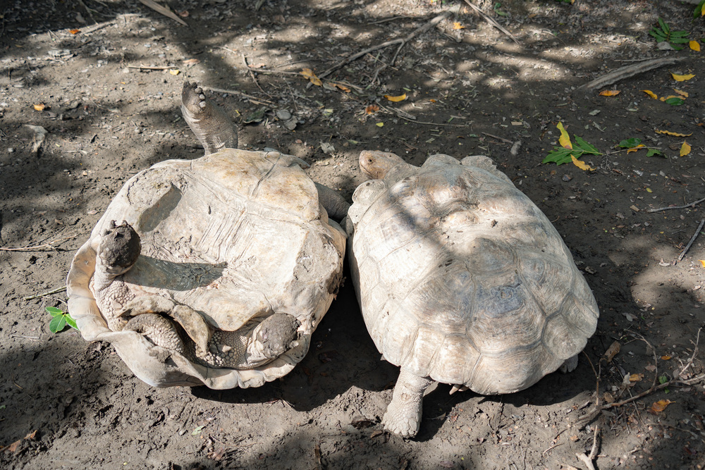 蘇卡達象龜打架「翻車」、保育員勸架被遷怒引熱議　北市動物園曝原因