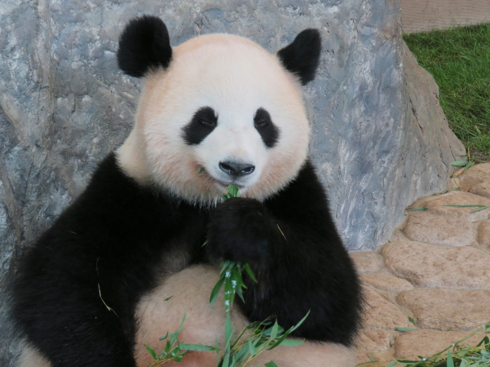 中日緊張！日本僅存2隻大貓熊明年1月返還中國　學者：未來日本恐沒有貓熊
