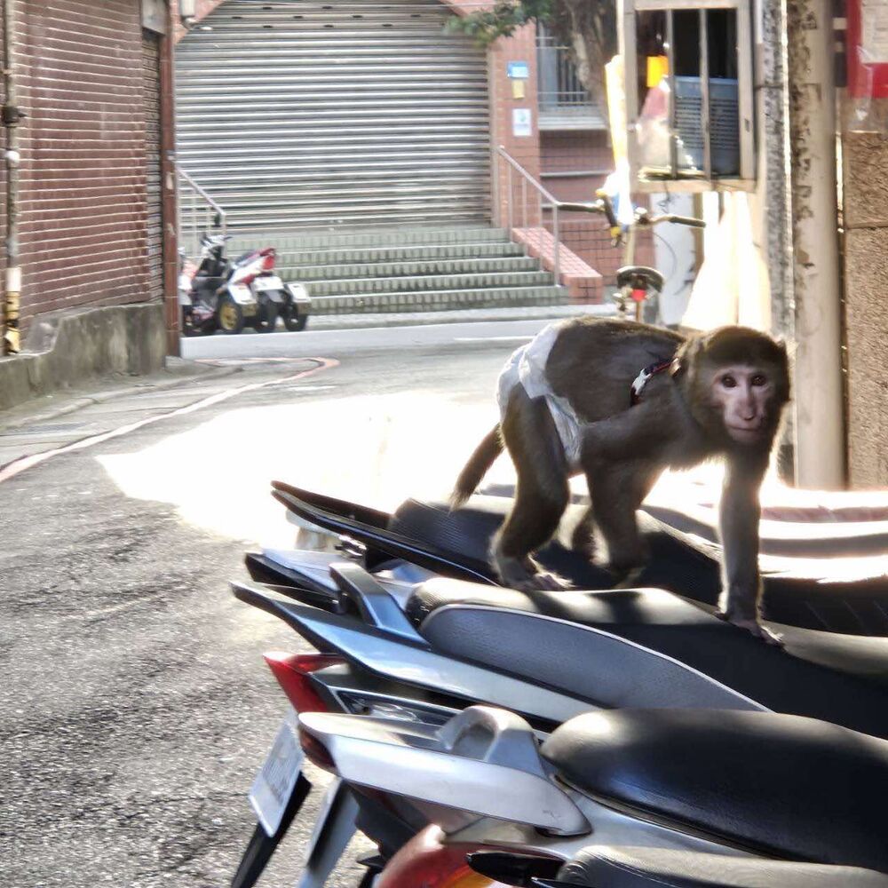 三重街邊驚見「包尿布獼猴」　　新北動保處：已帶回妥善安置、將追查飼主