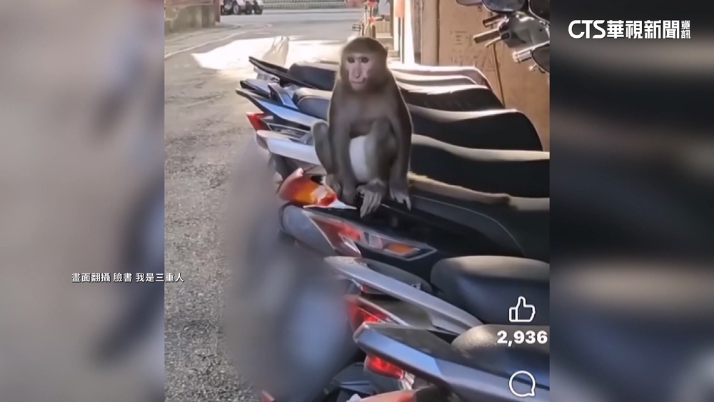 三重「猴」出沒！　包尿布霸佔機車坐墊　飼主恐挨罰