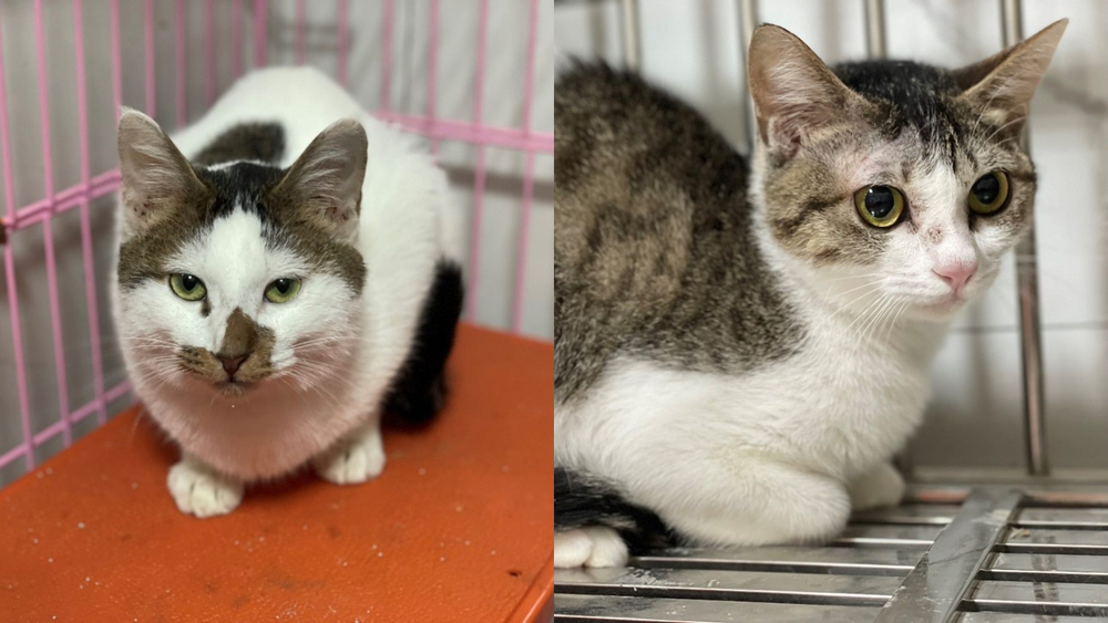 北市女涉虐死14貓案！還養1狗9貓　動保處緊急安置：籲原送養人領回