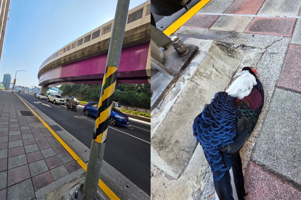 秀朗橋旁遇到「最傻眼路殺」！　他一瞧竟是「二級保育動物」嚇呆