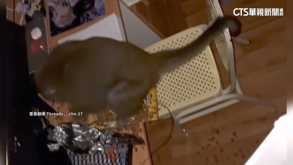 中山大學宿舍遭獼猴翻箱倒櫃　校方：新生訓練提醒