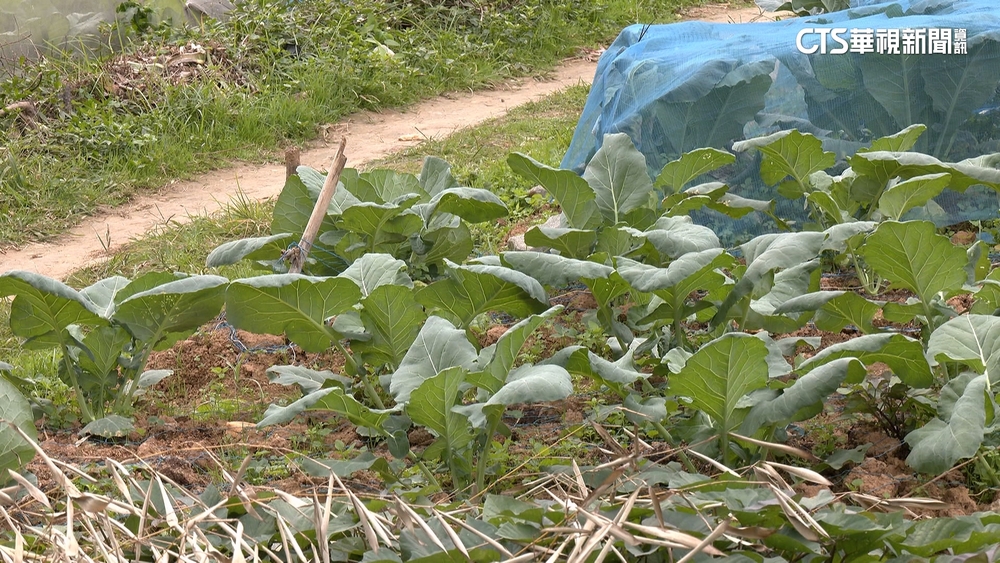 「菜園種菜」爆奪命！　男怒揮利器　78歲翁中4刀亡