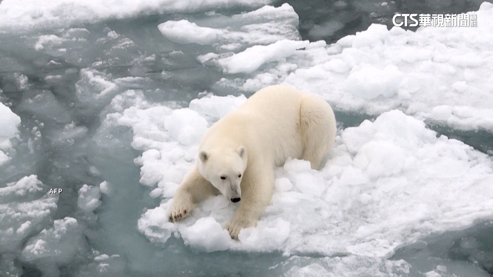 暖心發現！北極熊母性大發　罕見收養非親生寶寶