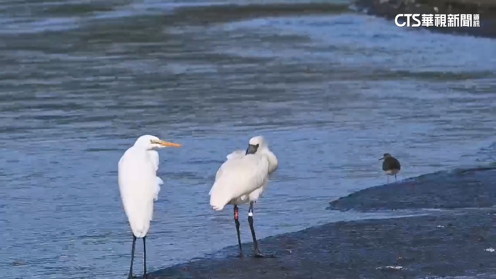 「背著書包的嬌客」現蹤　台東鳥友搶拍「黑面琵鷺12E」