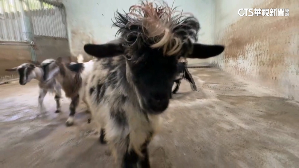 壽山動物園新朋友　長毛昏倒羊.庫你庫你豬.兔豚吸睛