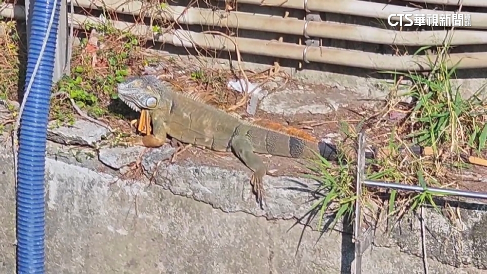 高雄又見綠鬣蜥趴趴走「取暖曬日光浴」　保全急通報