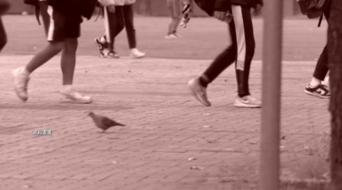 新北國三生割頸案二審判決　　改判乾妹11年、乾哥12年