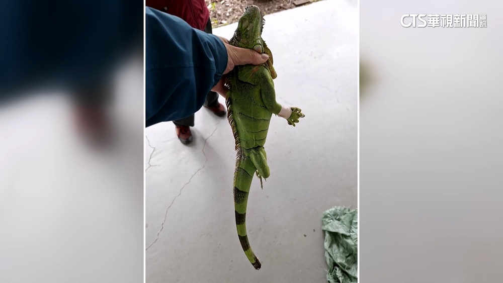 防堵綠鬣蜥北進防線！　苗栗年除31隻　三灣見首例