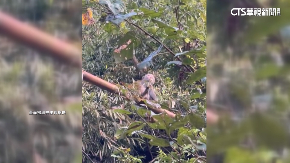 獼猴闖嘉義市鬧區　市府籲遇到快通報+遵守三不原則