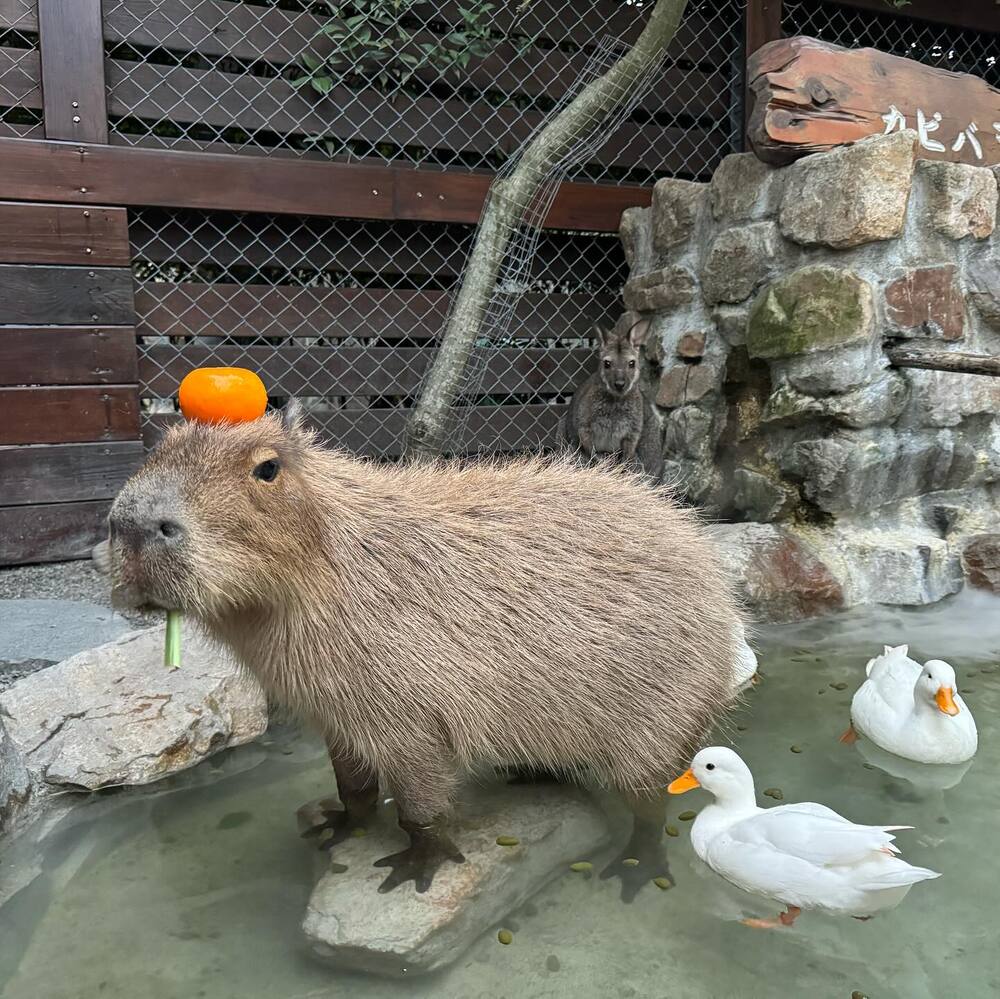 「張美阿嬤農場」傳分家疑雲 　阿嬤曝真相：餐廳和農場都能使用品牌