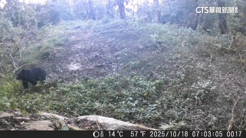 黑熊入侵！　開冰箱搜刮食物　阿里山一處工寮遭闖