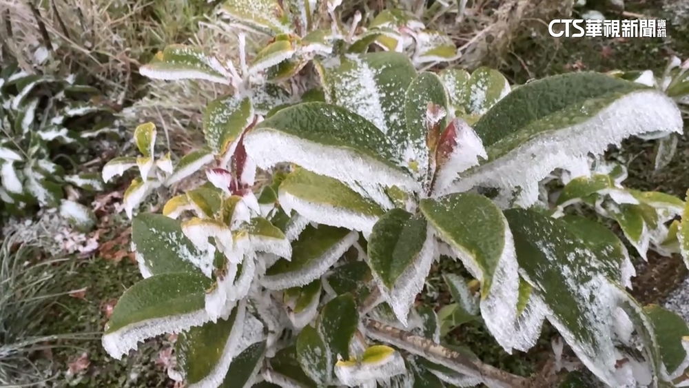 雲霧繚繞！　遊客搭「蹦蹦車」賞濃霧仙境.看霧淞美景