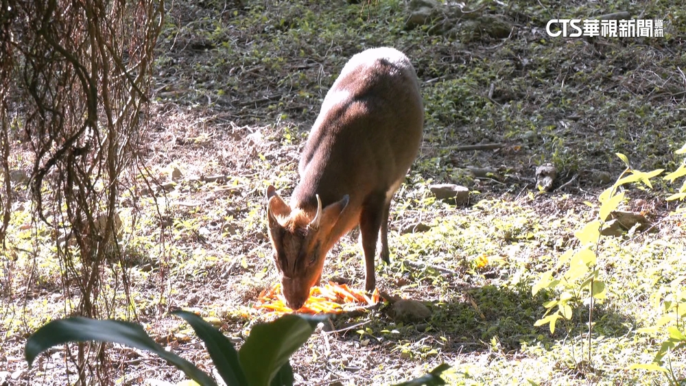 迷路了嗎？　野生「山羌」闖動物園廁所　人員急捉躲貓貓