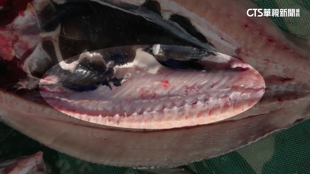 毛毛的！虱目魚宰殺逾10hrs「仍跳顫」　民眾嚇到放生