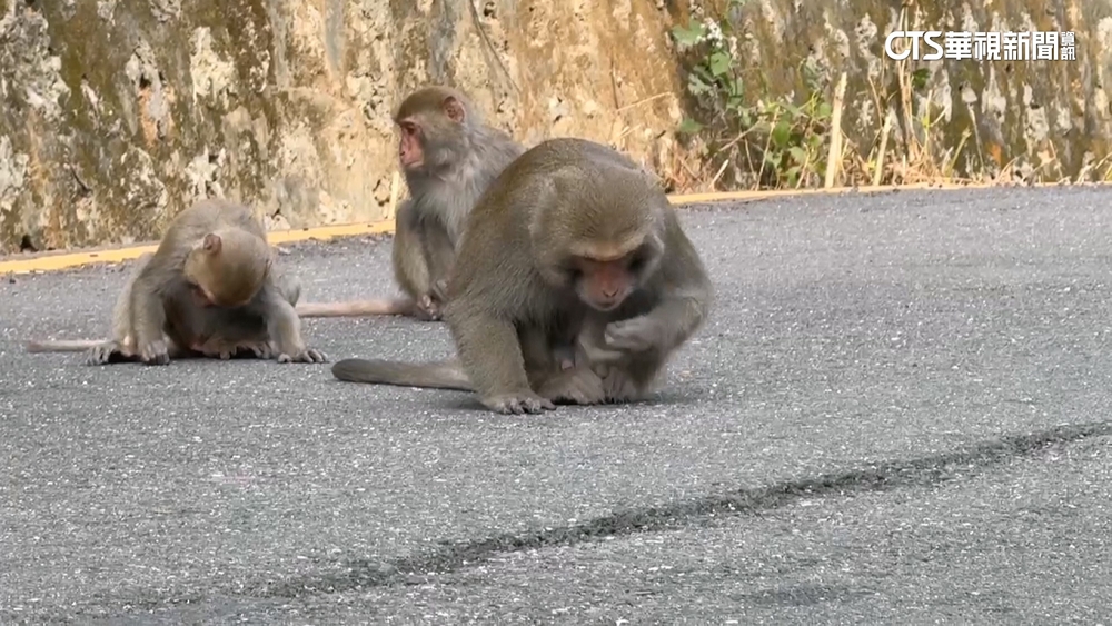中山大學又見獼猴搶食　管理員持空氣槍驅猴護校