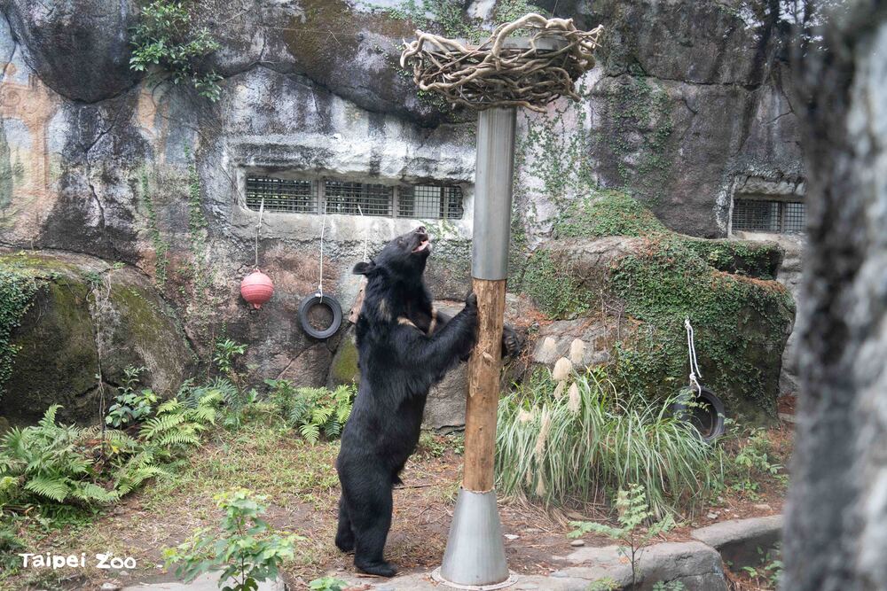 黑熊嗨抱「樹」搖晃！遊客超疑惑　北市動物園解答
