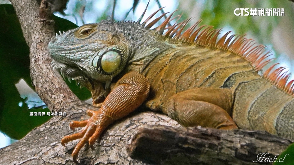 追捕1年！「大尾」綠鬣蜥躲高樹上　出動獵槍終於抓到