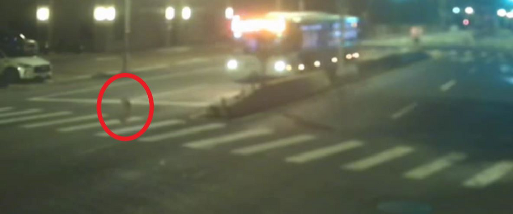 三峽深夜公車輾斃遊蕩犬！　司機逃逸移送法辦