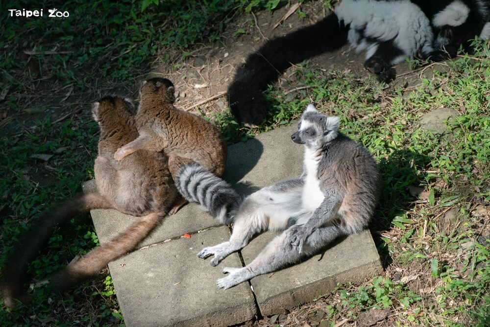 日夜溫差變化劇烈　狐猴享受冬日幸福日光浴