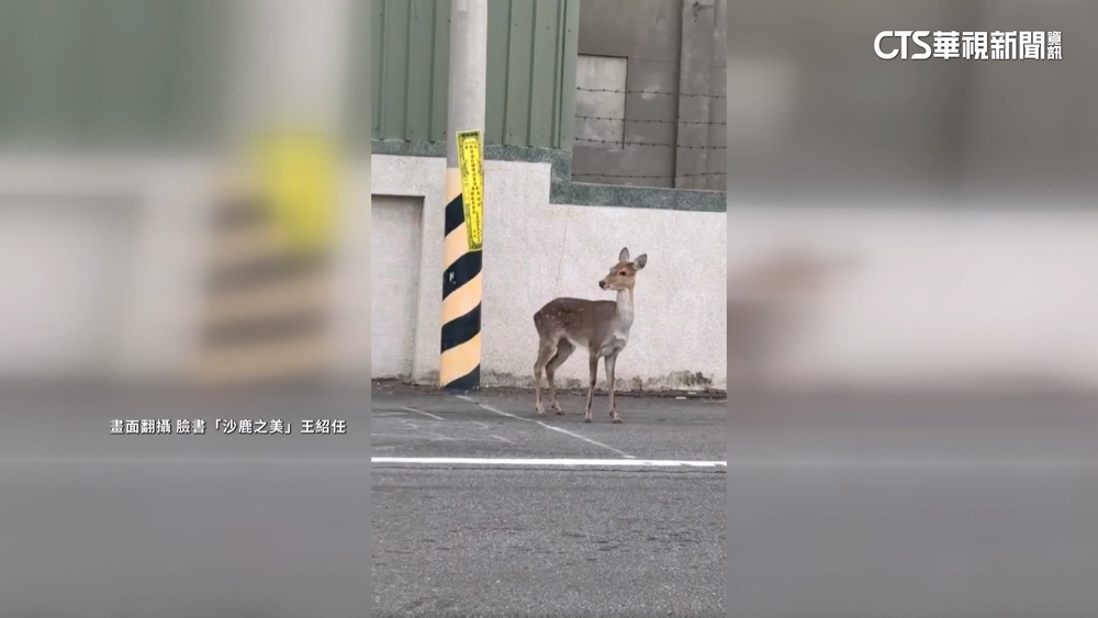 台中龍井車道「鹿」上驚魂　逆向亂竄駕駛緊急剎停