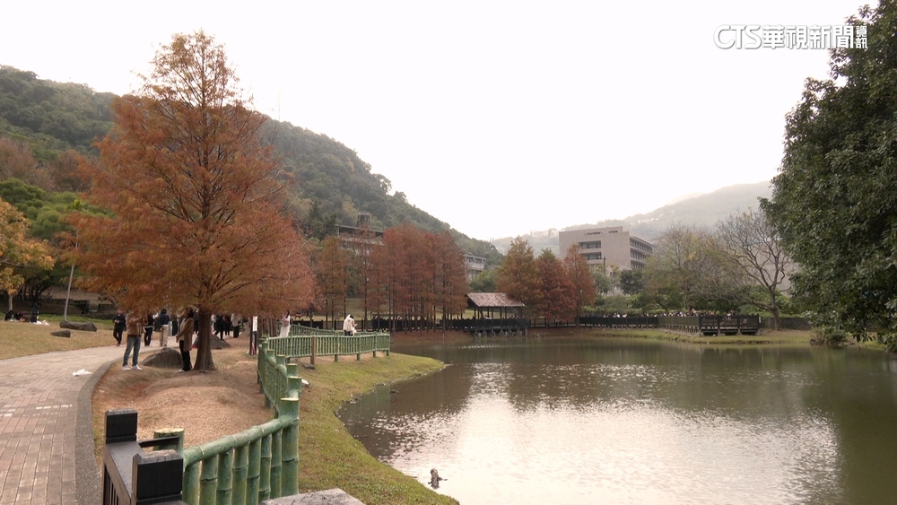 冬季限定！　金黃.橘紅落羽松交織　遊客衝士林.內湖打卡