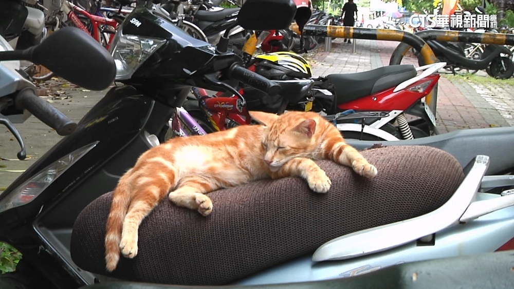 節育+餵肉泥致腎衰竭　猴硐貓村「剩不到30隻貓」