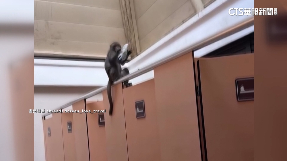 柴山公廁也被「獼猴霸佔」！民眾嚇得不敢如廁