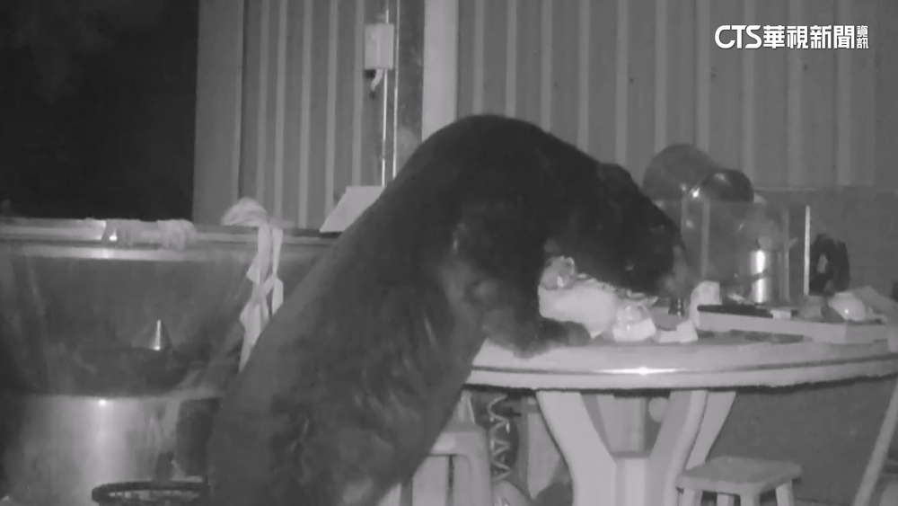 今年已9起黑熊入侵通報　阿里山部落設誘捕籠