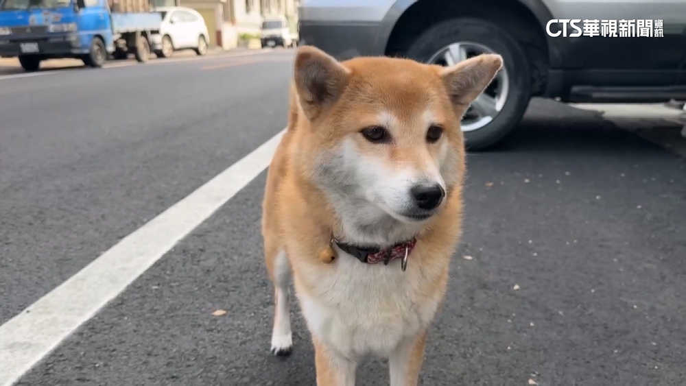 太像！　2飼主同天走失心愛柴犬　老翁「接錯毛孩」回家