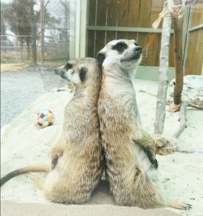 宜蘭農場遭同業「空拍機投毒」釀動物死亡　園方發聲明：心碎且不可饒恕的悲劇