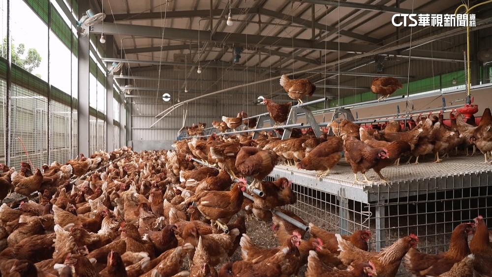 台中豐康牧場千雞異常死亡　禽流感驗出陽性　市府急撲殺