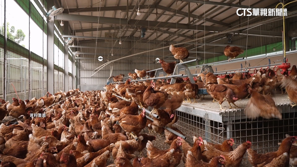 豐康牧場雞隻大量暴斃.禽流感呈陽性　盧秀燕：全面撲殺