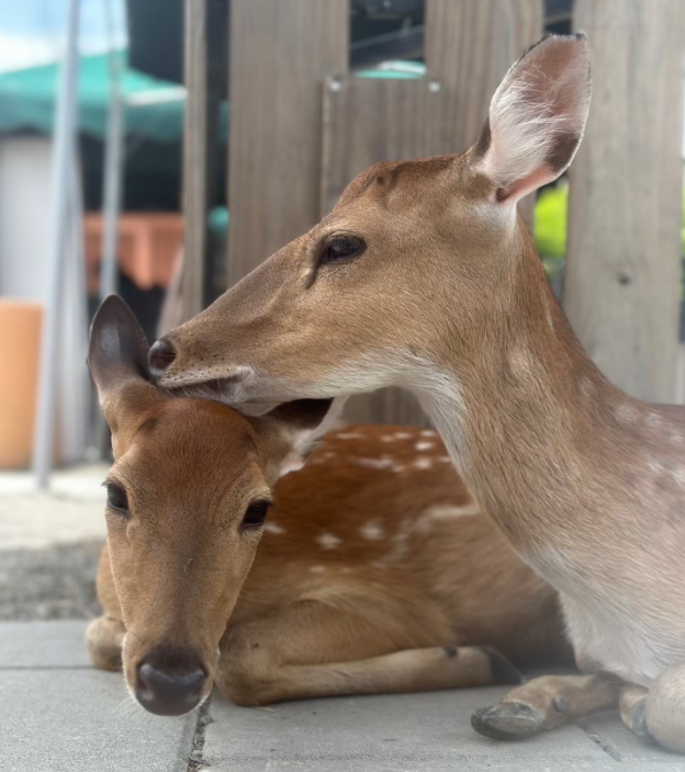 兒涉「空拍機投毒同業」遭起訴　張美阿嬤農場粉專：兒子是巨嬰