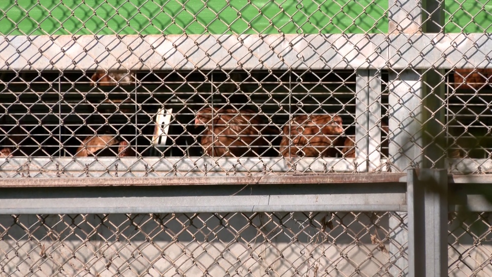 豐原蛋雞場爆禽流感！業者涉隱匿未通報　中市府要查：依法開罰