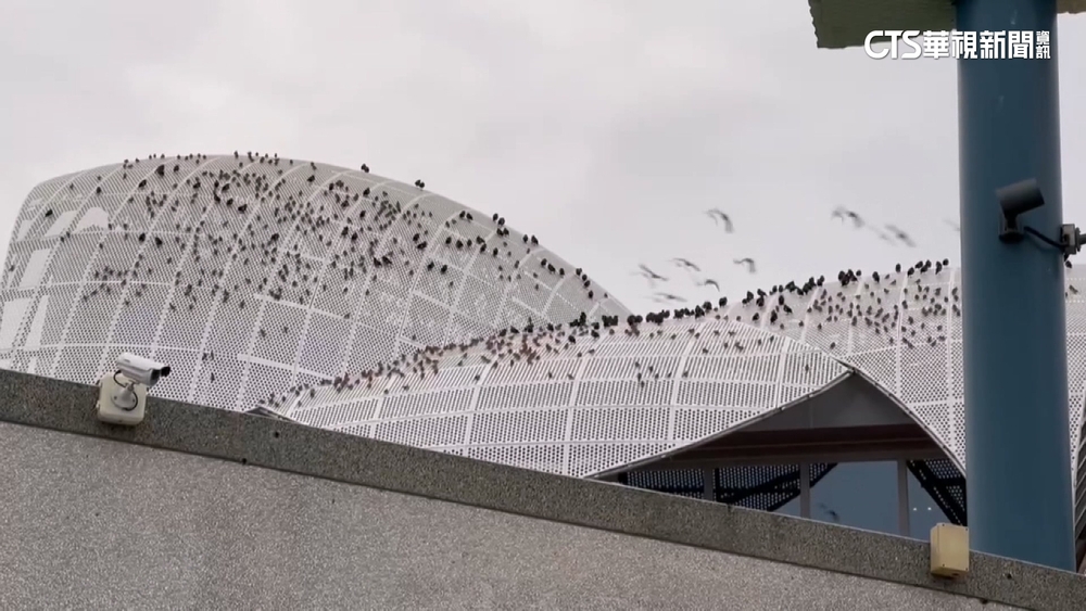 清水服務區「麻雀大爆發」齊聚屋頂　高公局：太冷避風