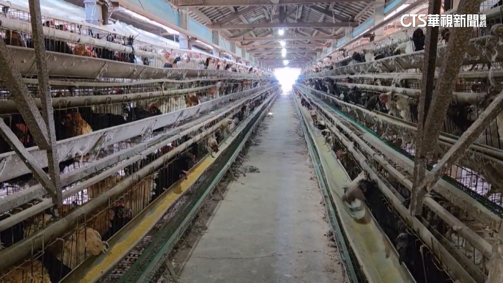 防範禽流感大作戰！　雞舍蓋網.飼料加油.進出強消毒