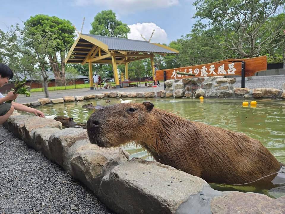 「張美阿嬤」兒對同業下毒手　三姊重話開砲弟弟：讓輿論都壓在76歲老人家身上？