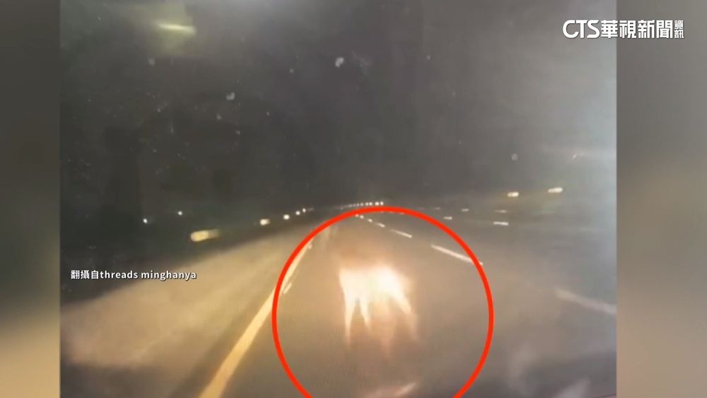 看到只剩5公尺！　凌晨國道驚悚車禍　「車毀鹿亡」