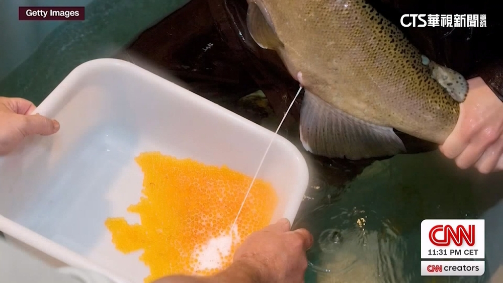 鮭魚精子注射在臉上？　歐美社群瘋「魚精美顏針」