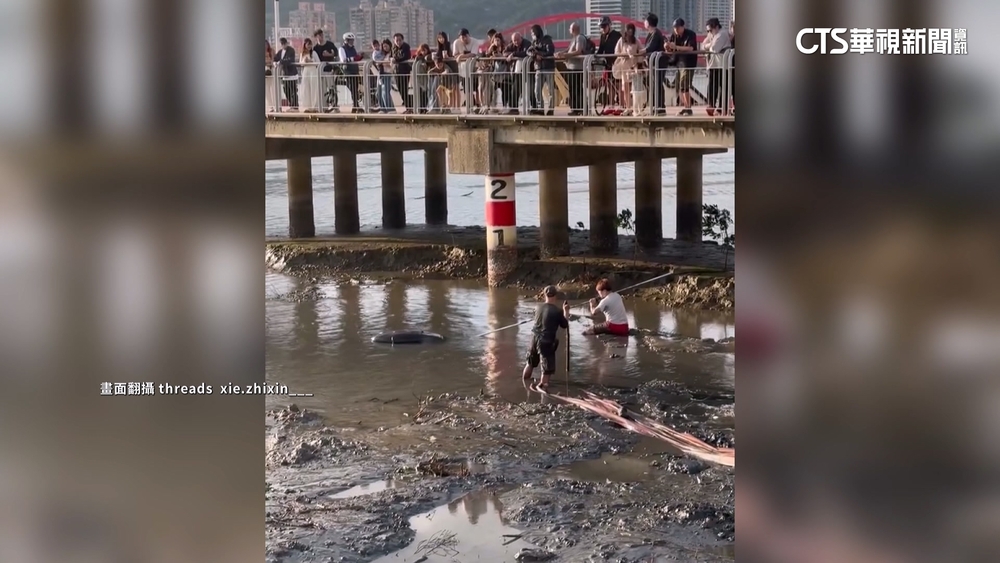 曼波魚擱淺北市關渡碼頭　眾人合力救援成功「送回大海」