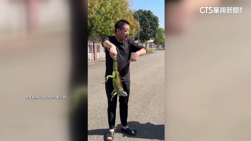 綠鬣蜥馬路亂竄險害騎士摔車　警民合作抓捕移除